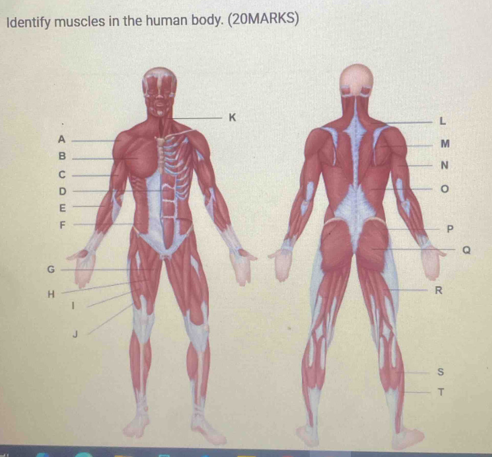 ldentify muscles in the human body. (20MARKS)