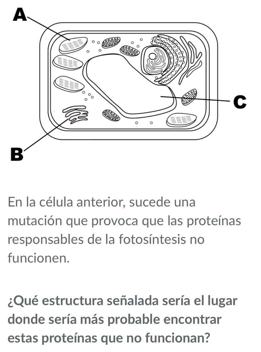 En la célula anterior, sucede una 
mutación que provoca que las proteínas 
responsables de la fotosíntesis no 
funcionen. 
¿Qué estructura señalada sería el lugar 
donde sería más probable encontrar 
estas proteínas que no funcionan?