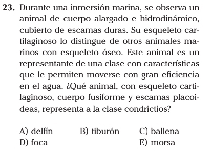 Durante una inmersión marina, se observa un
animal de cuerpo alargado e hidrodinámico,
cubierto de escamas duras. Su esqueleto car-
tilaginoso lo distingue de otros animales ma-
rinos con esqueleto óseo. Este animal es un
representante de una clase con características
que le permiten moverse con gran eficiencia
en el agua. ¿Qué animal, con esqueleto carti-
laginoso, cuerpo fusiforme y escamas placoi-
deas, representa a la clase condrictios?
A) delfín B) tiburón C) ballena
D) foca E) morsa