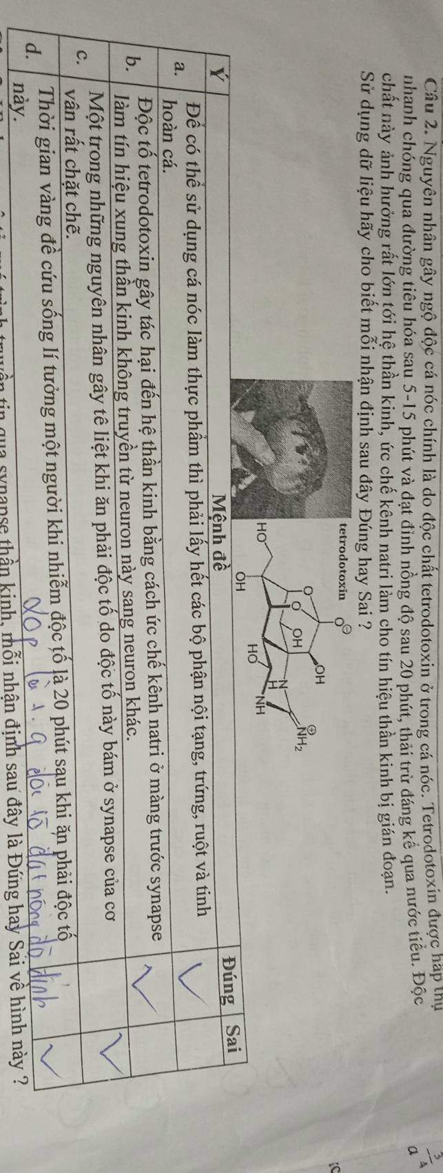 Nguyên nhân gây ngộ độc cá nóc chính là do độc chất tetrodotoxin ở trong cá nóc. Tetrodotoxin được hặp thự
nhạnh chóng qua đường tiêu hóa sau 5-15 phút và đạt đỉnh nồng độ sau 20 phút, thải trừ đáng kế qua nước tiểu. Độc
a^(frac 3)4
chất này ảnh hưởng rất lớn tới hệ thần kinh, ức chế kênh natri làm cho tín hiệu thần kinh bị gián đoạn.
Sử dụng dữ liệu hãy cho biết mỗi nhận định sau đây Đúng hay Sai ?
Đúng
Ý Mệnh đề Sai
Để có thể sử dụng cá nóc làm thực phẩm thì phải lấy hết các bộ phận nội tạng, trứng, ruột và tinh
a. hoàn cá.
b. Độc tố tetrodotoxin gây tác hại đến hệ thần kinh bằng cách ức chế kênh natri ở màng trước synapse
làm tín hiệu xung thần kinh không truyền từ neuron này sang neuron khác.
Một trong những nguyên nhân gây tê liệt khi ăn phải độc tố do độc tố này bám ở synapse của cơ
c. vân rất chặt chẽ.
d. Thời gian vàng đề cứu sống lí tưởng một người khi nhiễm độc tố là 20 phút sau khi ăn phải độc tố
này.
tin qua synapse thần kinh, mỗi nhận định sau đây là Đứng hay Sai về hình này ?