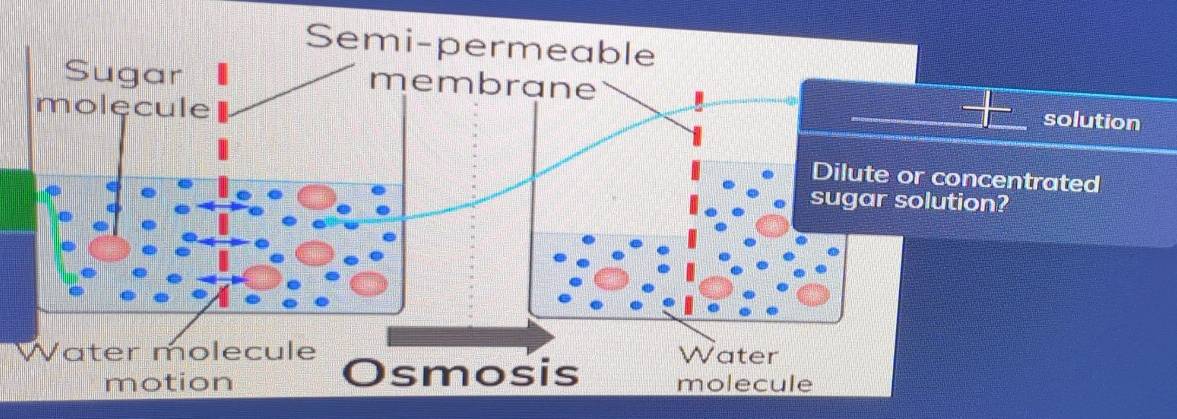 Semi-permeable 
solution 
trated