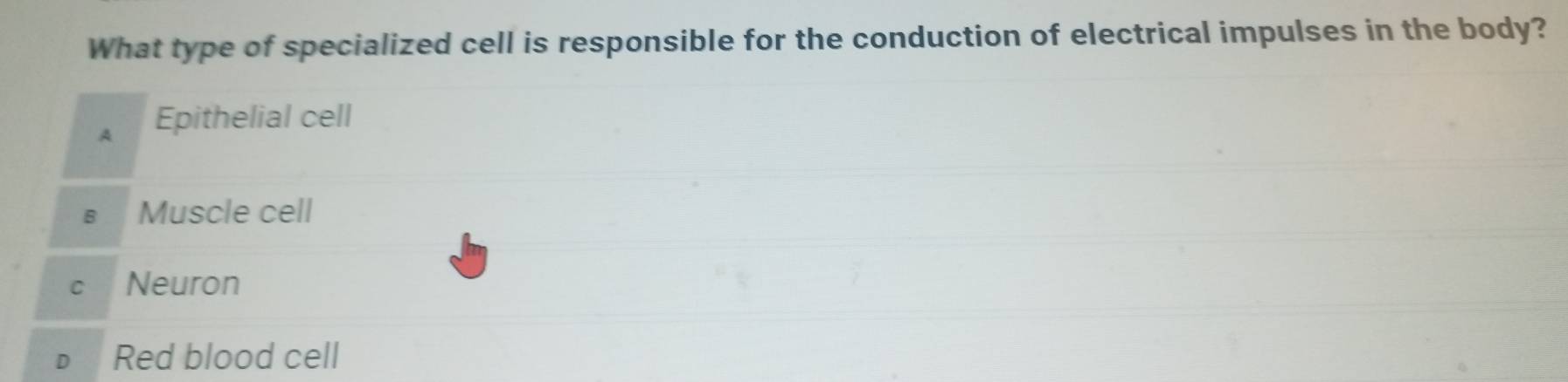 What type of specialized cell is responsible for the conduction of electrical impulses in the body?
A Epithelial cell
B Muscle cell
C Neuron
Red blood cell