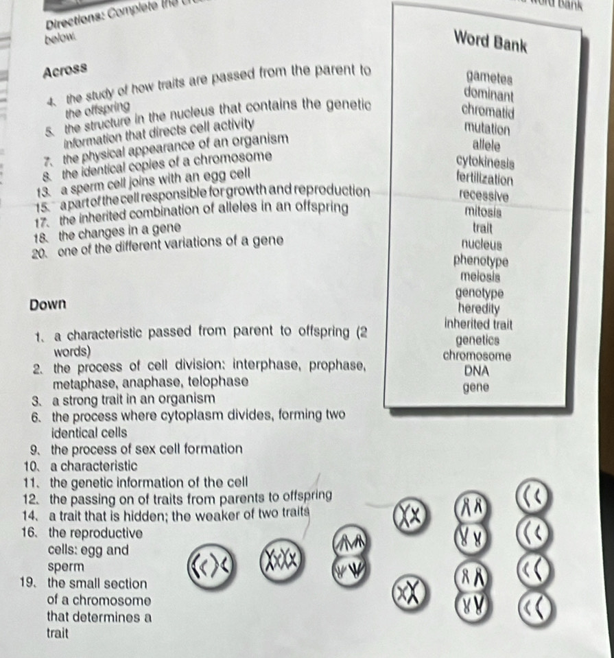 Directions: Complete e 
d Bank
below.
Word Bank
Across
4. the study of how traits are passed from the parent to
gametes
dominant
the offspring
5. the structure in the nucleus that contains the genetic chromatid
information that directs cell activity
mutation
7. the physical appearance of an organism
allele
s the identical copies of a chromosome
cytokinesis
13. a sperm cell joins with an egg cell
fertilization
15. a part of the cell responsible for growth and reproduction recessive
17. the inherited combination of alleles in an offspring mitosis
18. the changes in a gene
trait
20. one of the different variations of a gene nucleus
phenotype
melosis
genotype
Down
heredity
1、 a characteristic passed from parent to offspring (2
inherited trait
genetics
words) chromosome
2. the process of cell division: interphase, prophase, DNA
metaphase, anaphase, telophase gene
3. a strong trait in an organism
6. the process where cytoplasm divides, forming two
identical cells
9. the process of sex cell formation
10. a characteristic
11. the genetic information of the cell
12. the passing on of traits from parents to offspring
14. a trait that is hidden; the weaker of two traits
16. the reproductive
cells: egg and
sperm
19. the small section
of a chromosome V
that determines a
trait