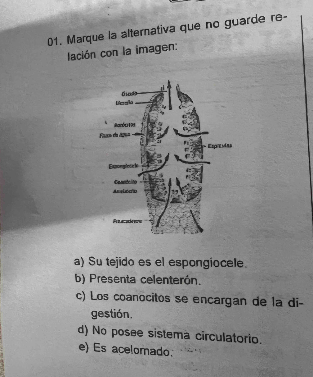 Marque la alternativa que no guarde re-
lación con la imagen:
a) Su tejido es el espongiocele.
b) Presenta celenterón.
c) Los coanocitos se encargan de la di-
gestión.
d) No posee sistema circulatorio.
e) Es acelomado.