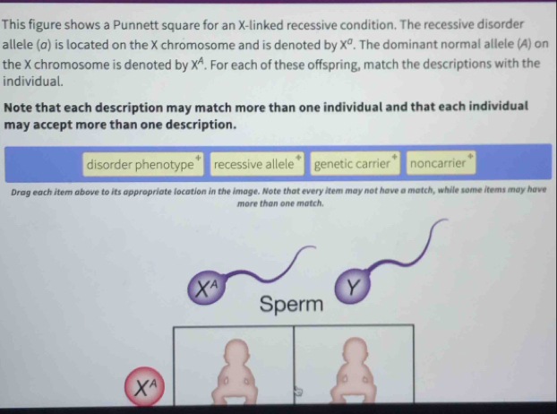 This figure shows a Punnett square for an X-linked recessive condition. The recessive disorder
allele (α) is located on the X chromosome and is denoted by x^a ', The dominant normal allele (A) on
the X chromosome is denoted by X^A. For each of these offspring, match the descriptions with the
individual.
Note that each description may match more than one individual and that each individual
may accept more than one description.
disorder phenotype recessive allele genetic carrier noncarrier
Drag each item above to its appropriate location in the image. Note that every item may not have a match, while some items may have
more than one match.