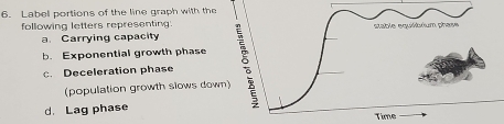 Label portions of the line graph with the 
following letters representing. stable equilibrium phase 
a. Carrying capacity 
b. Exponential growth phase 
Deceleration phase 
(population growth slows down) 
d. Lag phase Time