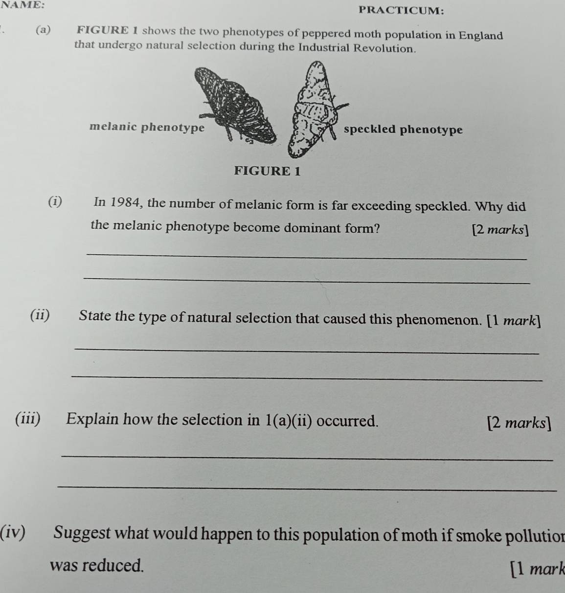 NAME: PRACTICUM: 
(a) FIGURE 1 shows the two phenotypes of peppered moth population in England 
that undergo natural selection during the Industrial Revolution. 
(i) In 1984, the number of melanic form is far exceeding speckled. Why did 
the melanic phenotype become dominant form? [2 marks] 
_ 
_ 
(ii) State the type of natural selection that caused this phenomenon. [1 mark] 
_ 
_ 
(iii) Explain how the selection in 1(a)(ii) occurred. [2 marks] 
_ 
_ 
(iv) Suggest what would happen to this population of moth if smoke pollution 
was reduced. [1 mark