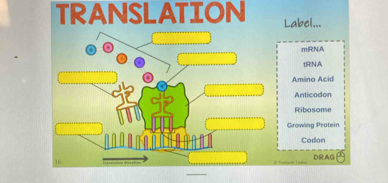 TRANSLATION Label...
mRNA
tRNA
Amino Acid
Anticodon
Ribosome
Growing Protein
Codon
16 Tnasmaork Tefrek DRAG