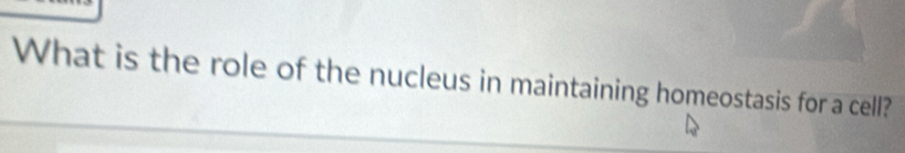 What is the role of the nucleus in maintaining homeostasis for a cell?