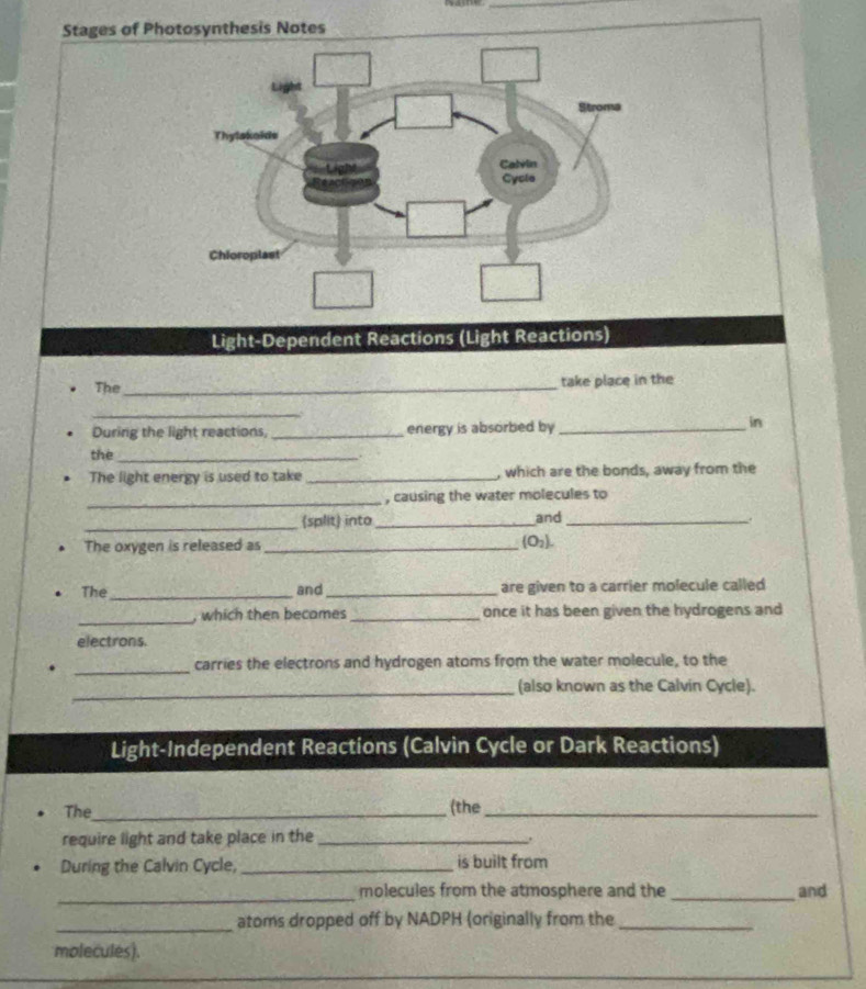 Sta 
Light-Dependent Reactions (Light Reactions) 
The_ take place in the 
_ 
During the light reactions, _energy is absorbed by_ 
in 
the_ 
The light energy is used to take _, which are the bonds, away from the 
_ 
, causing the water molecules to 
_(split) into_ and_ 
. 
The oxygen is released as_
(O_2). 
The _and_ are given to a carrier molecule called 
_, which then becames _once it has been given the hydrogens and 
electrons. 
_ 
carries the electrons and hydrogen atoms from the water molecule, to the 
_ 
(also known as the Calvin Cycle). 
Light-Independent Reactions (Calvin Cycle or Dark Reactions) 
The_ (the_ 
require light and take place in the_ 
. 
During the Calvin Cycle,_ is built from 
_ 
molecules from the atmosphere and the _and 
_atoms dropped off by NADPH (originally from the_ 
molecules).