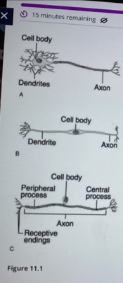 × 15 minutes remaining 
C 
Figure 11.1