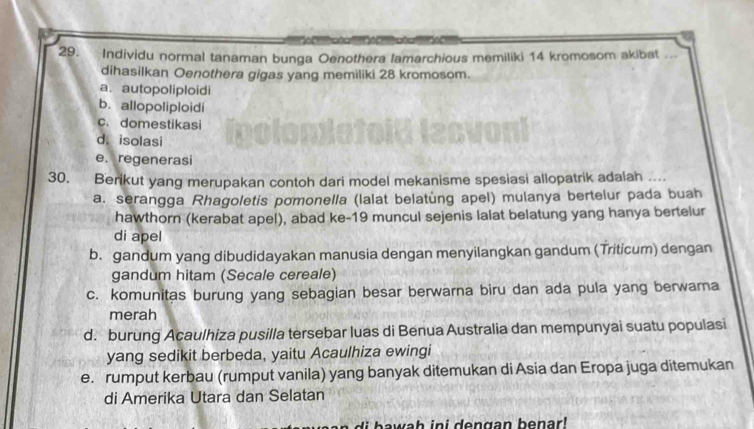 Individu normal tanaman bunga Oenothera lamarchious memiliki 14 kromosom akibat ...
dihasilkan Oenothera gigas yang memiliki 28 kromosom.
a. autopoliploidi
b. allopoliploidi
c. domestikasi
d. isolasi
e. regenerasi
30. Berikut yang merupakan contoh dari model mekanisme spesiasi allopatrik adalah ....
a. serangga Rhagoletis pomonella (lalat belatung apel) mulanya bertelur pada buah
hawthorn (kerabat apel), abad ke-19 muncul sejenis lalat belatung yang hanya bertelur
di apel
b. gandum yang dibudidayakan manusia dengan menyilangkan gandum (Triticum) dengan
gandum hitam (Secale cereale)
c. komunitas burung yang sebagian besar berwarna biru dan ada pula yang berwama
merah
d. burung Acaulhiza pusilla tersebar luas di Benua Australia dan mempunyai suatu populasi
yang sedikit berbeda, yaitu Acaulhiza ewingi
e. rumput kerbau (rumput vanila) yang banyak ditemukan di Asia dan Eropa juga ditemukan
di Amerika Utara dan Selatan
bawah ini dengan benar!