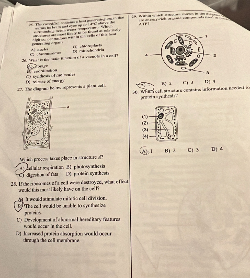 Within which structure shown in the diagam 
are energy-rich organic compounds used to pe 
25. The swordfish contains a heat generating organ that
warms its brain and eyes up to ATP?
surrounding ocean water temperature. Which 14°C above the
structures are most likely to be found at relatively
high concentrations within the cells of this heat
generating organ?
A) nuclei B) chioroplasts
C) chromosomes D) mitochondria
26. What is the main function of a vacuole in a cell?
A storage
B) coordination
C) synthesis of molecules
D) release of energy B) 2 C) 3 D) 4
27. The diagram below represents a plant cell.
A)
30. Which cell structure contains information needed fo
protein synthesis?
A) 1 B) 2 C) 3 D) 4
Which process takes place in structure 4?
A) cellular respiration B) photosynthesis
C) digestion of fats D) protein synthesis
28. If the ribosomes of a cell were destroyed, what effect
would this most likely have on the cell?
A It would stimulate mitotic cell division.
B) The cell would be unable to synthesize
proteins.
C) Development of abnormal hereditary features
would occur in the cell.
D) Increased protein absorption would occur
through the cell membrane.