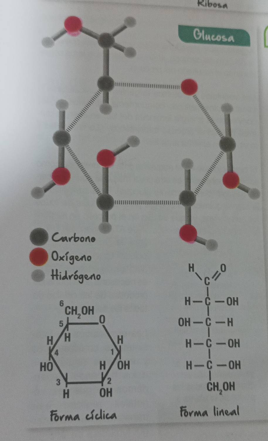 Ribosa
geno
H-C-OH
OH-C-H
H-C-OH
18°
H-C-OH
CH_2OH
Fórma cíclica
Forma lineal