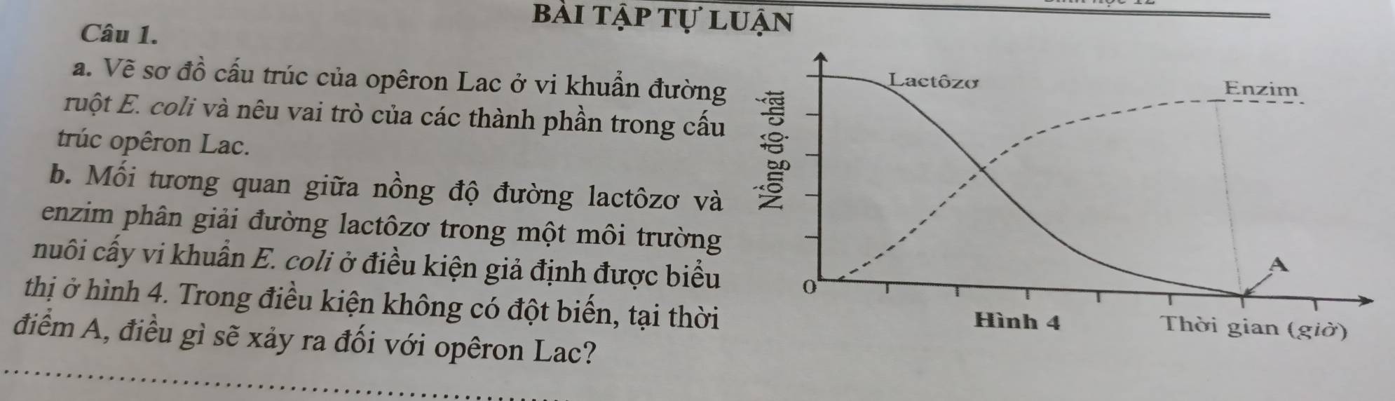 bài tập tự luận 
Câu 1. 
a. Vẽ sơ đồ cấu trúc của opêron Lac ở vi khuẩn đườn 
ruột E. coli và nêu vai trò của các thành phần trong cấu 
trúc opêron Lac. 
b. Mối tương quan giữa nồng độ đường lactôzơ và 
enzim phân giải đường lactôzơ trong một môi trường 
nuôi cấy vi khuẩn E. coli ở điều kiện giả định được biểu 
thị ở hình 4. Trong điều kiện không có đột biến, tại thời 
điểm A, điều gì sẽ xảy ra đối với opêron Lac?