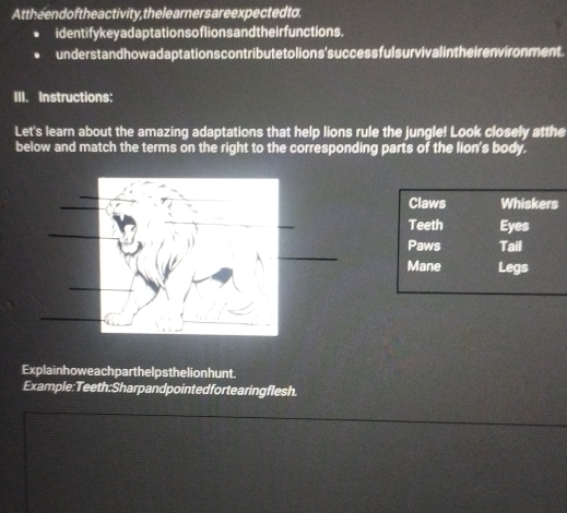 Attheend o f the activity, the le arners areexpected to. 
identify key adaptationso flion s and theirfunctions. 
under stand howadaptations contributetolions' successful s urvival intheirenvironment. 
III. Instructions: 
Let's learn about the amazing adaptations that help lions rule the jungle! Look closely atthe 
below and match the terms on the right to the corresponding parts of the lion's body. 
Explainhoweachparthelp sthelionhunt. 
Example:Teeth:Sharpandpointedfortearingflesh.