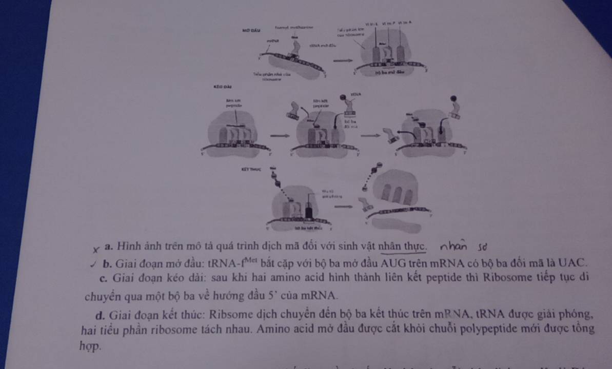 Hình ảnh trên mô tả quá trình dịch mã đổi với sinh vật nhân thực. sơ
b. Giai đoạn mở đầu: tRNA- f^(M_c) bắt cặp với bộ ba mở đầu AUG trên mRNA có bộ ba đối mã là UAC.
c. Giai đoạn kéo dải: sau khi hai amino acid hình thành liên kết peptide thì Ribosome tiếp tục di
chuyển qua một bộ ba về hướng đầu 5° của mRNA.
d. Giai đoạn kết thúc: Ribsome dịch chuyển đến bộ ba kết thúc trên mRNA, tRNA được giải phóng,
hai tiểu phần ribosome tách nhau. Amino acid mở đầu được cắt khỏi chuỗi polypeptide mới được tổng
hợp.