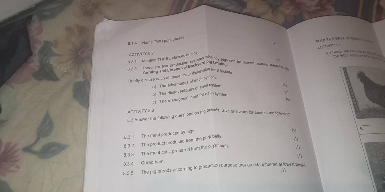 Name TWO pork breeds. 
(2) 
POULTRY BREEDS [Tem 3 h S 
ACTIVITY 9.1 
ACTIVITY 8.2 
the letter and the nand ner s i 
8.2.1 Mention THREE classes of pigs 
9.1 Study the pictures of affim 
(3) 
8.2.2 There are two production systems whereby pigs can be farmed, namely Intensive pg 
farming and Extensive/ Backyard pig farming 
Briefly discuss each of these. Your discussion must include: 
a) The advantages of each syslem. 
b) The disadvantages of each syslem 
(4) 
c) The managerial input for each system 
(4) 
(4) 
ACTIVITY 8.3 
8.3 Answer the following questions on pig breeds. Give one word for each of the following 
8.3.1 The meat produced by pigs. 
(1) 
A 
8.3.2 The product produced from the pork belly. 
(1) 
8.3.3 The meat cuts, prepared from the pig's thigh. 
(1) 
(1) 
8.3.4 Cured ham. 
8.3.5 The pig breeds according to production purpose that are slaughtered at lowest weight. 
(1)