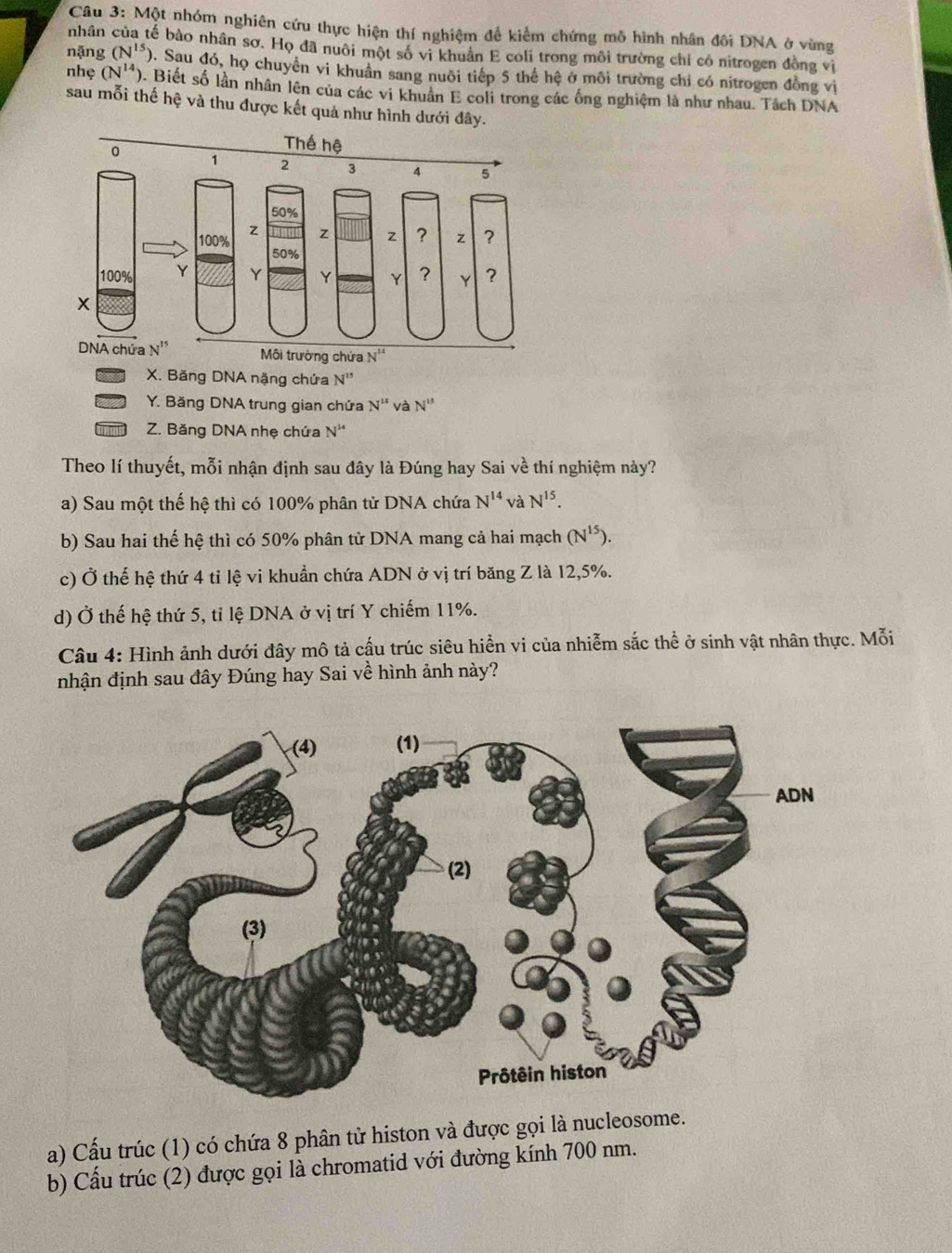 Một nhóm nghiên cứu thực hiện thí nghiệm để kiểm chứng mô hình nhân đôi DNA ở vùng
nhân bế bào nhân sơ. Họ đã nuôi một số vi khuân E coli trong môi trường chỉ có nitrogen đồng vị
nặng (N^(15) ). Sau đó, họ chuyển vi khuân sang nuôi tiếp 5 thể hệ ở môi trường chỉ có nitrogen đồng vi
nhẹ (N^(14)) 0. Biết số lần nhân lên của các vi khuân E coli trong các ống nghiệm là như nhau. Tách DNA
sau mỗi thế hệ và thu được kết quả như hình dưới đây.
X. Băng DNA nặng chứa N^(15)
Y. Băng DNA trung gian chứa N^(14) và N''
Z. Băng DNA nhẹ chứa N^(N'
Theo lí thuyết, mỗi nhận định sau đây là Đúng hay Sai về thí nghiệm này?
a) Sau một thế hệ thì có 100% phân tử DNA chứa N^14) và N^(15).
b) Sau hai thế hệ thì có 50% phân từ DNA mang cả hai mạch (N^(15)).
c) Ở thế hệ thứ 4 tỉ lệ vi khuẩn chứa ADN ở vị trí băng Z là 12,5%.
d) Ở thế hệ thứ 5, tỉ lệ DNA ở vị trí Y chiếm 11%.
Câu 4: Hình ảnh dưới đây mô tả cấu trúc siêu hiển vi của nhiễm sắc thể ở sinh vật nhân thực. Mỗi
nhận định sau đây Đúng hay Sai về hình ảnh này?
a) Cấu trúc (1) có chứa 8 phân tử histon và được gọi là nucleosome.
b) Cấu trúc (2) được gọi là chromatid với đường kính 700 nm.