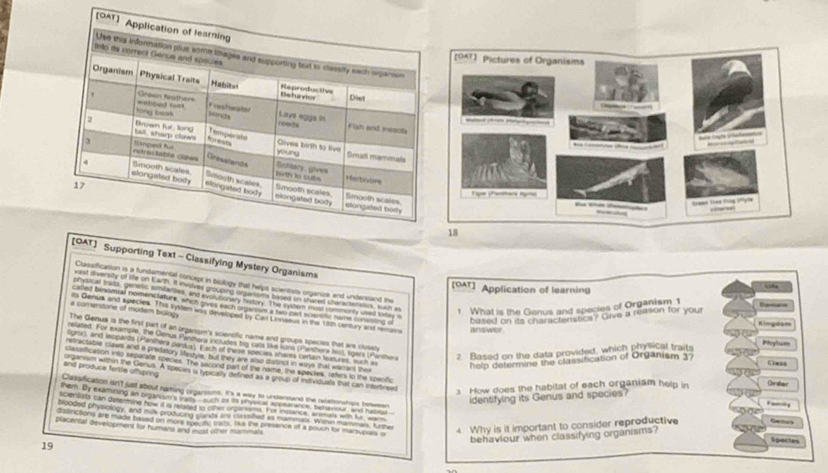 ] Supporting Text - Classifying Mystery Organisms
Classification is a fundamental concept in biology that helps scientsts organize and understand the
[OAT] Application of learning
Lfe
wast diversity of life on Earth. It invalves grouping entanisms biased on shared charactenstics, such as 1 What is the Genus and species of Organism 1
physical traits,_ genotic sinilarites, and evolutionary history. The system most commonly used today i
Desostates
called binomial nomenclature, which gives each orgarism a two part sciensc name conssing o
a comerstone of modern biology
ts Genus and species. This system was developed by Cal Linnaeus in the 18th century and ressaina answer
based on its charactenstics? Give a reason for your
Kingdom
The Genus is the first part of an organism's sciensific name and groups species that are closiely
related. For example, the Genos Panthera includes big cats like lions (Panthera iso), tigers (Panthera 2. Based on the data provided, which physical traits
Phybum
igrai), and teopards (Panthera pardus). Each of these species shares certain teatures, such a
retractable claws and a predatory tifestyle, but they are also distinct in ways that warrant the
help determine the classification of Organism 3?
Class
classification into separate species. The second part of the name, the speckes, refers to the speoific
and produce fertle offspring
organism within the Genus. A species is typically defined as a group of individuals that can interbreed  How does the habitat of each organism help in
Order
Classification isn't just about naming organisms. It's a way to understand the relationships between
identifying its Genus and species?
them. By examining an organism's traits -such as its physical appearance, behaviour, and habiral
Family
scientists can detelmine how it is related to other organiims. For instance, animals with fur; warm
blooded physiology, and mil producing glands are classified as mammat. Within marmais, furthe Geaws
4. Why is it important to consider reproductive
placental development for humans and most other mammals distinctions are made basied on more specittc traili, like the presence of a pouch for marsupials or Spectes
behaviour when classifying organisms?
19