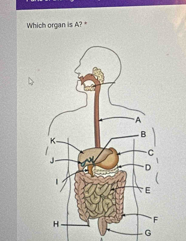 Which organ is A? *
G