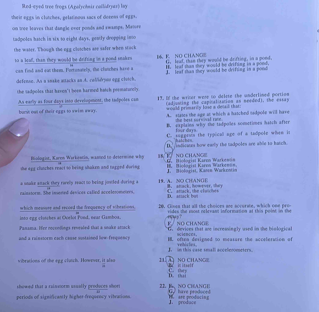 Red-eyed tree frogs (Agalychnis callidryas) lay
their eggs in clutches, gelatinous sacs of dozens of eggs,
on tree leaves that dangle over ponds and swamps. Mature
tadpoles hatch in six to eight days, gently dropping into
the water. Though the egg clutches are safer when stuck
to a leaf, than they would be drifting in a pond snakes 16. F. NO CHANGE
16 G. leaf, than they would be drifting, in a pond,
can find and eat them. Fortunately, the clutches have a H. leaf than they would be drifting in a pond,
J. leaf than they would be drifting in a pond
defense. As a snake attacks an A. callidryas egg clutch,
the tadpoles that haven't been harmed hatch prematurely.
As early as four days into development, the tadpoles can 17. If the writer were to delete the underlined portion
17 (adjusting the capitalization as needed), the essay
burst out of their eggs to swim away. would primarily lose a detail that:
A. states the age at which a hatched tadpole will have
the best survival rate.
B. explains why the tadpoles sometimes hatch after
four days.
C. suggesis the typical age of a tadpole when it
hatches.
D. indicates how early the tadpoles are able to hatch.
Biologist, Karen Warkentin, wanted to determine why 18 F. NO CHANGE
G. Biologist Karen Warkentin
the egg clutches react to being shaken and tugged during H. Biologist Karen Warkentin,
J. Biologist, Karen Warkentin
a snake attack they rarely react to being jostled during a 19. A. NO CHANGE
B. attack, however, they
rainstorm. She inserted devices called accelerometers, C. attack, the clutches
D. attack but
which measure and record the frequency of vibrations, 20. Given that all the choices are accurate, which one pro-
20
vides the most relevant information at this point in the
into egg clutches at Ocelot Pond, near Gamboa, essay?
F./ NO CHANGE
Panama. Her recordings revealed that a snake attack G. devices that are increasingly used in the biological
sciences,
and a rainstorm each cause sustained low-frequency H. often designed to measure the acceleration of
vehicles
J. in this case small accelerometers.
vibrations of the egg clutch. However, it also 21. A. NO CHANGE
overline 21 B. it itself
C. they
D. that
showed that a rainstorm usually produces short 22. E、NO CHANGE
G have produced
periods of significantly higher-frequency vibrations. H. are producing
J. produce