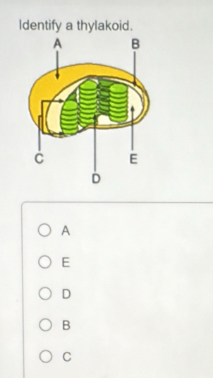 Identify a thylakoid.
A
E
D
B
C