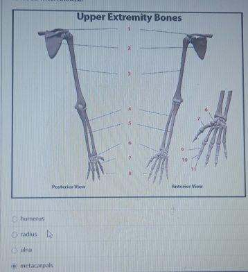 humerus
radius
ulna
metacarpals