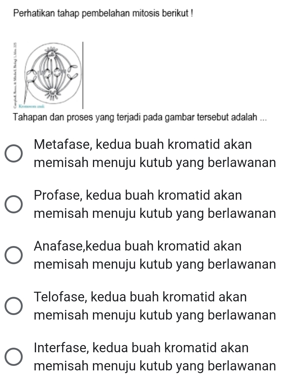 Perhatikan tahap pembelahan mitosis berikut !
Tahapan dan proses yang terjadi pada gambar tersebut adalah ...
Metafase, kedua buah kromatid akan
memisah menuju kutub yang berlawanan
Profase, kedua buah kromatid akan
memisah menuju kutub yang berlawanan
Anafase,kedua buah kromatid akan
memisah menuju kutub yang berlawanan
Telofase, kedua buah kromatid akan
memisah menuju kutub yang berlawanan
Interfase, kedua buah kromatid akan
memisah menuju kutub yang berlawanan