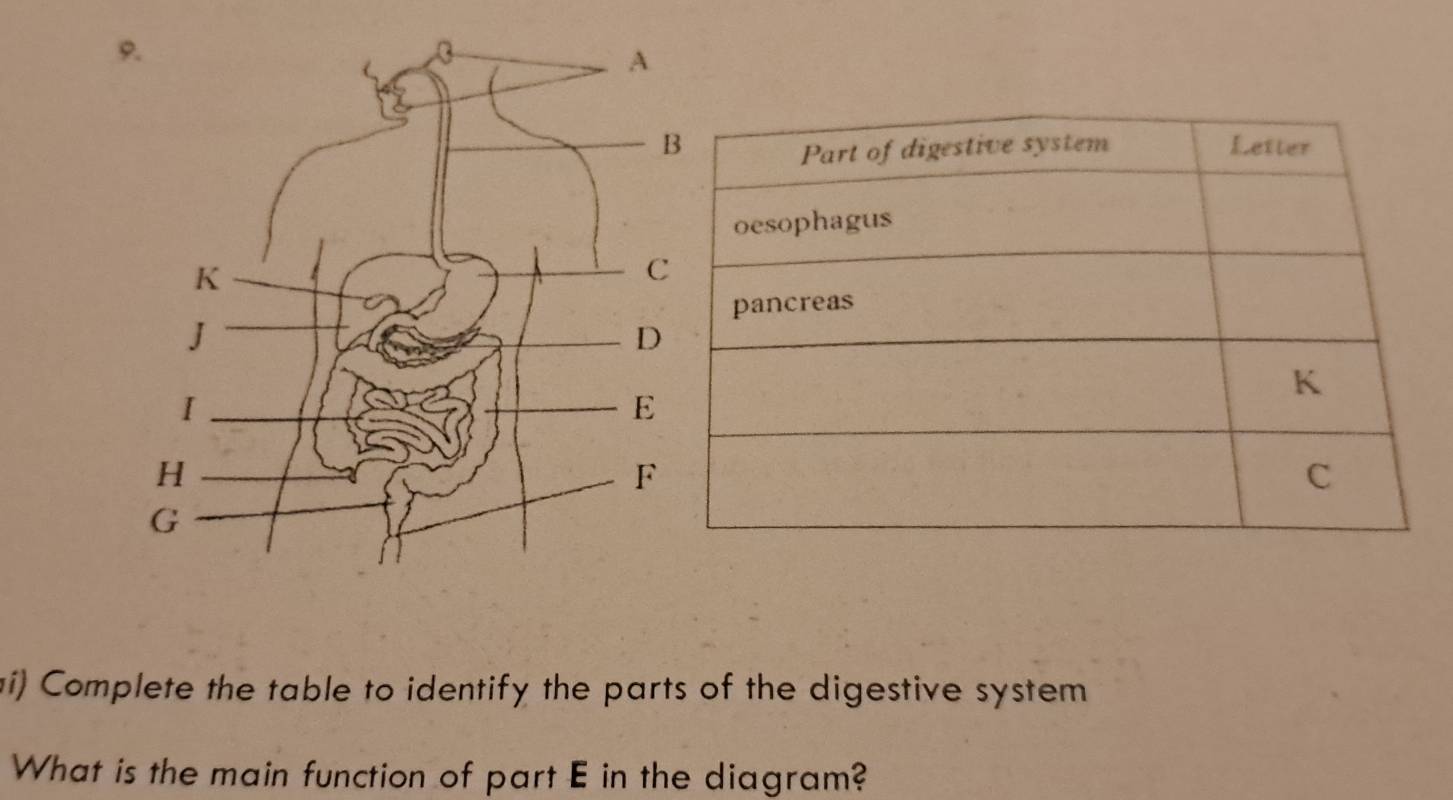 Complete the table to identify the parts of the digestive system 
What is the main function of part E in the diagram?