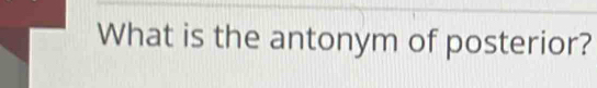 What is the antonym of posterior?