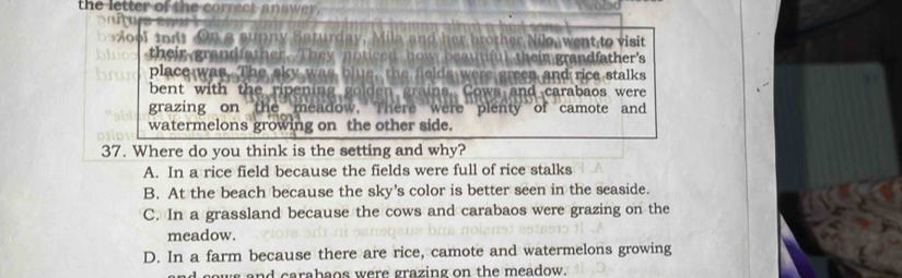 the letter of the correct answer.
ool todt On a sunny Saturday, Mila and her brother Nilo, went to visit
their grandfather. They noticed how beautiful their grandfather's
place was. The sky was blue, the fields were green and rice stalks
bent with the ripening golden grains. Cows and carabaos were
grazing on the meadow, There were plenty of camote and
watermelons growing on the other side.
37. Where do you think is the setting and why?
A. In a rice field because the fields were full of rice stalks
B. At the beach because the sky’s color is better seen in the seaside.
C. In a grassland because the cows and carabaos were grazing on the
meadow.
D. In a farm because there are rice, camote and watermelons growing
s and carabaos were grazing on the meadow.