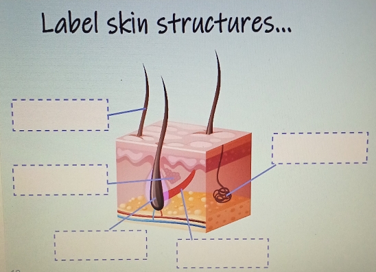 Label skin structures...