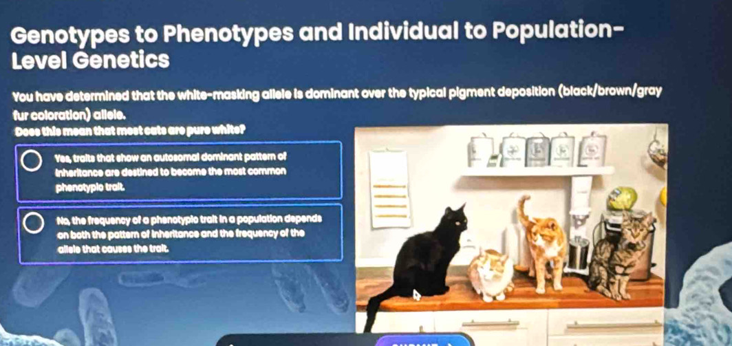 Genotypes to Phenotypes and Individual to Population-
Level Genetics
You have determined that the white-masking allele is dominant over the typical pigment deposition (black/brown/gray
fur coloration) allele.
Does this mean that most cats are pure white?
Yes, traits that show an autosomal dominant pattern of
inheritance are destined to become the most common
_
_
phenotypio trait.
_
No, the frequency of a phenotypic trait in a population depends
_
on both the pattern of inheritance and the frequency of the
allele that causes the trait.