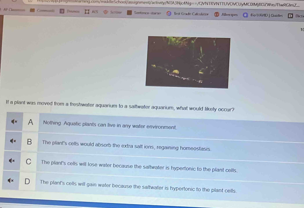 hp.pgnesslearning.com/middleSchool/assignment/activity/NTA3Njc4Ng==/QVNTRVNTTUVOVCUyMC0IMjBDZWxsJTlwRGlmZ..
Casennits Diesences Scmbae Seetence staire Test Grade Calculator Allrecipes Io 1/AVID | Quizdet Dic
10
If a plant was moved from a freshwater aquarium to a saltwater aquarium, what would likely occur?
A Nothing. Aquatic plants can live in any water environment.
B The plant's cells would absorb the extra salt ions, regaining homeostasis.
C The plant's cells will lose water because the saltwater is hypertonic to the plant cells.
D The plant's cells will gain water because the saltwater is hypertonic to the plant cells.