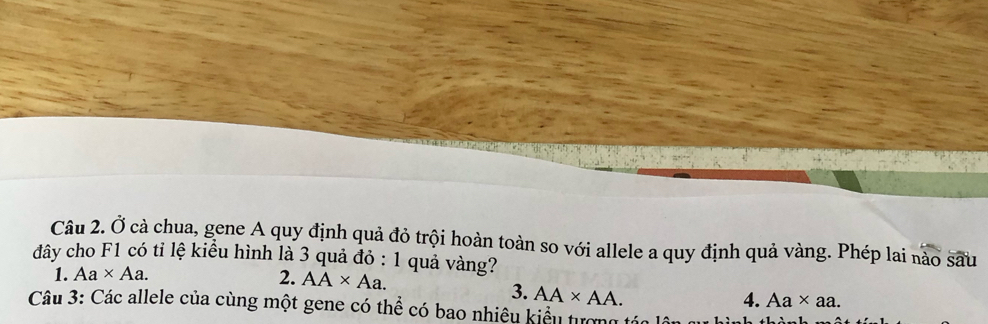 Ở cà chua, gene A quy định quả đỏ trội hoàn toàn so với allele a quy định quả vàng. Phép lai nào sau
đây cho F1 có tỉ lệ kiều hình là 3 quả đỏ : 1 quả vàng?
1. Aa* Aa. 2. AA* Aa.
3. AA* AA.
4. Aa* aa. 
Câu 3: Các allele của cùng một gene có thể có bao nhiêu kiểu tượng t