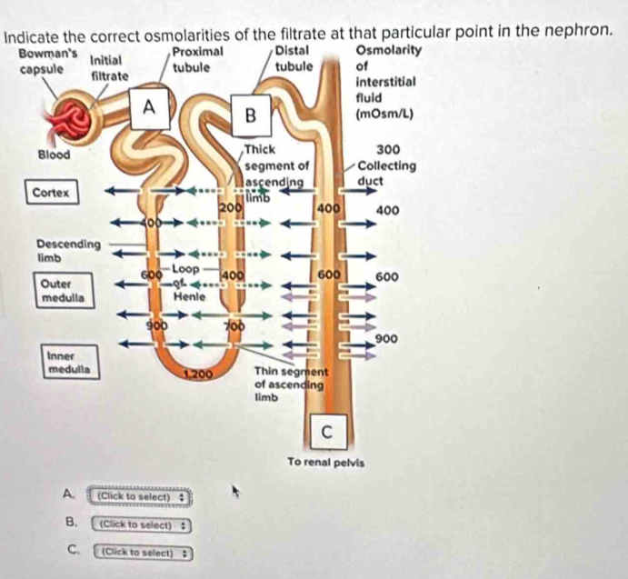 Indicate the correct osmolarities of the filtrate at that particular point in the nephron. 
B 
c 
A. (Click to select) ; 
B.[ (Click to select) ： 
C. (Click to select) ;