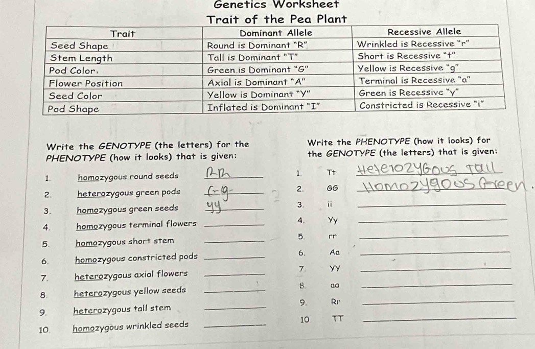 Genetics Worksheet 
Trait of the Pea Plant 
Write the GENOTYPE (the letters) for the Write the PHENOTYPE (how it looks) for 
PHENOTYPE (how it looks) that is given: the GENOTYPE (the letters) that is given: 
1 homozygous round seeds _1. Tt_ 
2. heterozygous green pods_ 
2. GG_ 
3. homozygous green seeds _3. ⅱ_ 
A. homozygous terminal flowers _4. Yy_ 
5 homozygous short stem _5. rr_ 
6. homozygous constricted pods _6. Aa_ 
7. heterozygous axial flowers _7 YY_ 
8 heterozygous yellow seeds _8. aa 
_ 
9. 
9. heterozygous tall stem _Rr_ 
10. homozygous wrinkled seeds _10 TT_