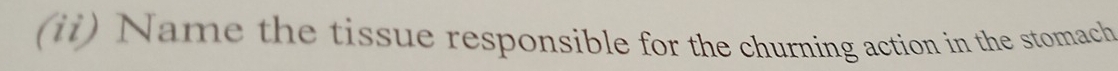 (ii) Name the tissue responsible for the churning action in the stomach