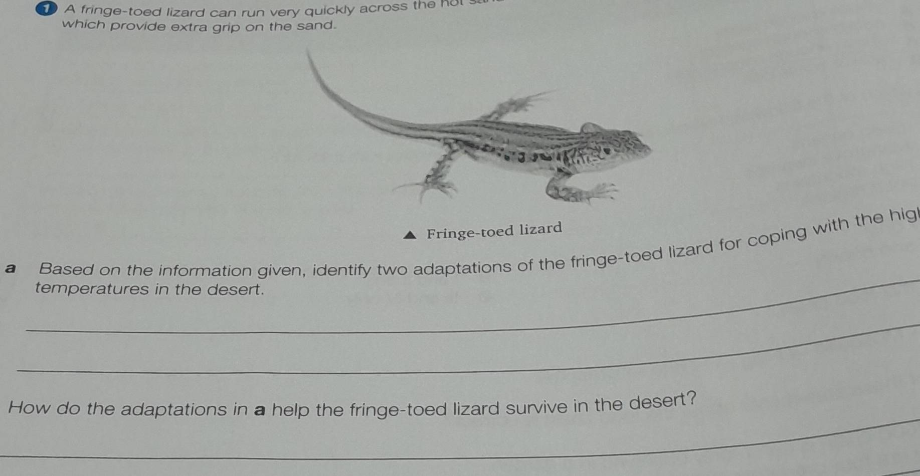 A fringe-toed lizard can run very quickly across the not 
which provide extra grip on the sand. 
Fringe-toed lizard 
_ 
a Based on the information given, identify two adaptations of the fringe-toed lizard for coping with the hig 
temperatures in the desert. 
_ 
_ 
How do the adaptations in a help the fringe-toed lizard survive in the desert?