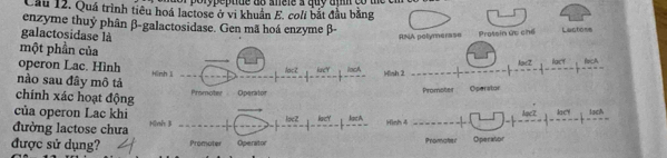 Cầu 12. Quá trình tiêu hoá lactose ở vi khuẩn E. coli bắt đầu bằng 
enzyme thuỷ phân β -galactosidase. Gen mã hoá enzyme β - RNA polymerase Protein ức chế Luctor= 
galactosidase là 
một phần của 
operon Lac. Hình 
nào sau đây mô tảsh 2 Jac2 lact fcA 
chính xác hoạt động Promotes Operator 
của operon Lac khi 
lack 
đường lactose chưa Hình 3 loeZ lacy JgcA Hish 4 
được sử dụng? Promoter Operator Promater Operator