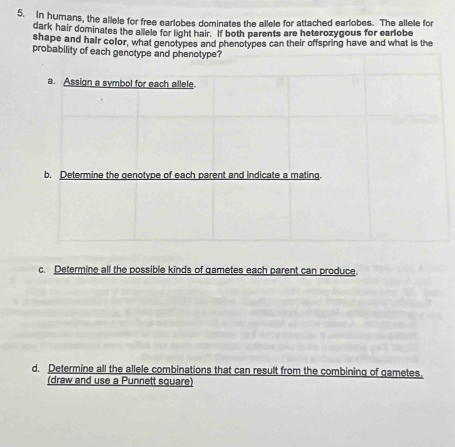 In humans, the allele for free earlobes dominates the allele for attached earlobes. The allele for 
dark hair dominates the allele for light hair. If both parents are heterozygous for earlobe 
shape and hair color, what genotypes and phenotypes can their offspring have and what is the 
probability of each genotype and phenotype? 
c. Determine all the possible kinds of gametes each parent can produce. 
d. Determine all the allele combinations that can result from the combining of gametes. 
(draw and use a Punnett square)