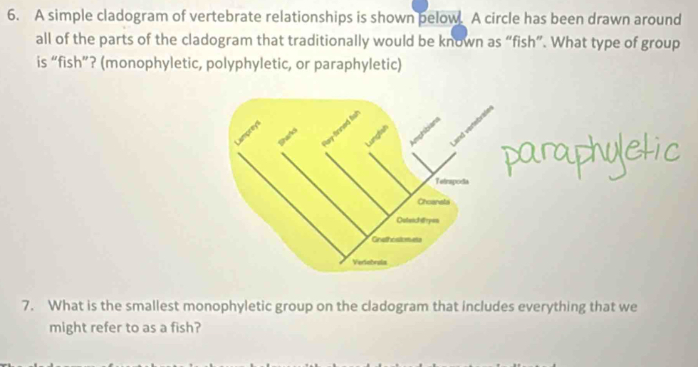 Solved: A simple cladogram of vertebrate relationships is shown pelow A ...
