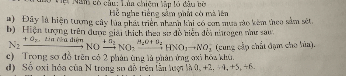 Việt Năm có câu: Lúa chiêm lập ló đầu bờ 
H nghe tiếng sấm phất cờ mà lên 
a) Đây là hiện tượng cây lúa phát triển nhanh khi có cơn mưa rào kèm theo sắm sét. 
b) Hiện tượng trên được giải thích theo sơ đồ biến đồi nitrogen như sau:
N_2xrightarrow +O_2,tialiradienNOxrightarrow +O_2NO_2xrightarrow H_2O+O_2HNO_3to NO_3^- (cung cấp chất đạm cho lúa). 
c) Trong sơ đồ trên có 2 phản ứng là phản ứng oxi hóa khử. 
d) Số oxi hóa của N trong sơ đồ trên lần lượt là 0, +2, +4, +5, +6.