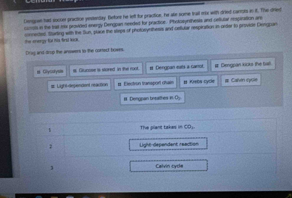 Dengpan had soccer practice yesterday. Before he left for practice, he ate some trail mix with dried carrots in it. The diled 
canets in the trail mix provided energy Dengpan needed for practice. Photosynthesis and cellular respiration are 
connected. Starting with the Sun, place the steps of photosynthesis and cellutar respiration in order to provide Dengpan 
the energy for his first kick. 
Drag and drop the answers to the correct boxes. 
# Glycalysis : Glucose is stored in the root. # Dengpan eals a carrot. Dengpan kicks the ball. 
# Light-dependent reaction = Electron transport chain # Krebs cycle Calvin cycle 
# Dengpan breathes in O_2
1 The plant takes in CO_2, 
2 Light-dependent reaction 
3 
Calvin cycle