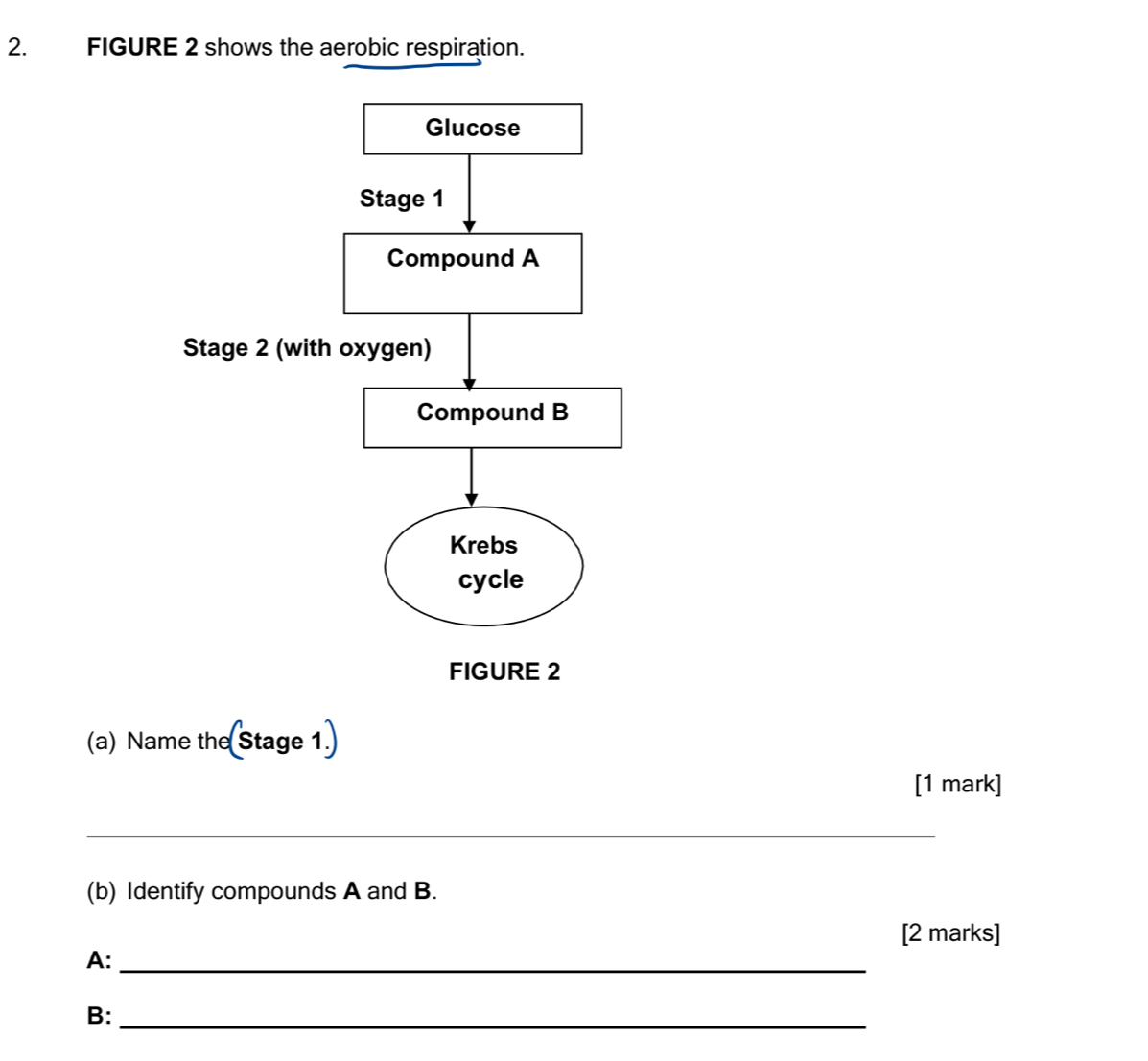 FIGURE 2 shows the aerobic respiration. 
FIGURE 2 
(a) Name the Stage 1. 
[1 mark] 
_ 
(b) Identify compounds A and B. 
[2 marks] 
A:_ 
B:_