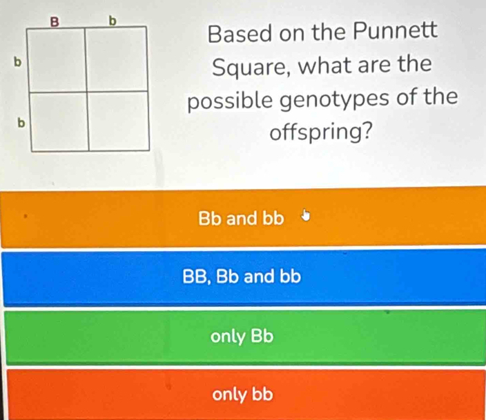 Based on the Punnett
Square, what are the
possible genotypes of the
offspring?
Bb and bb
BB, Bb and bb
only Bb
only bb