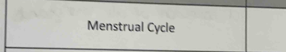 Menstrual Cycle