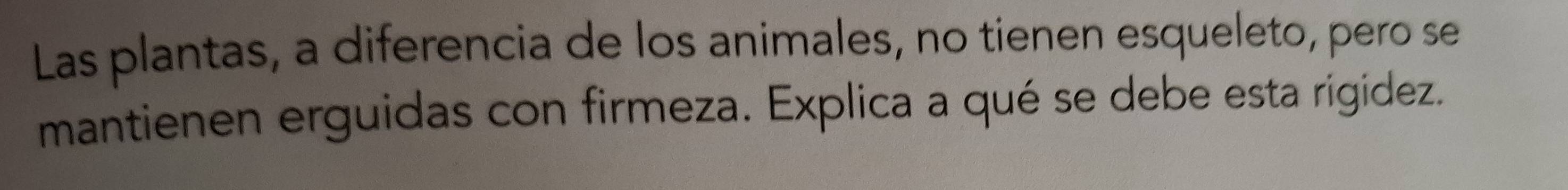 Las plantas, a diferencia de los animales, no tienen esqueleto, pero se 
mantienen erguidas con firmeza. Explica a qué se debe esta rigídez.