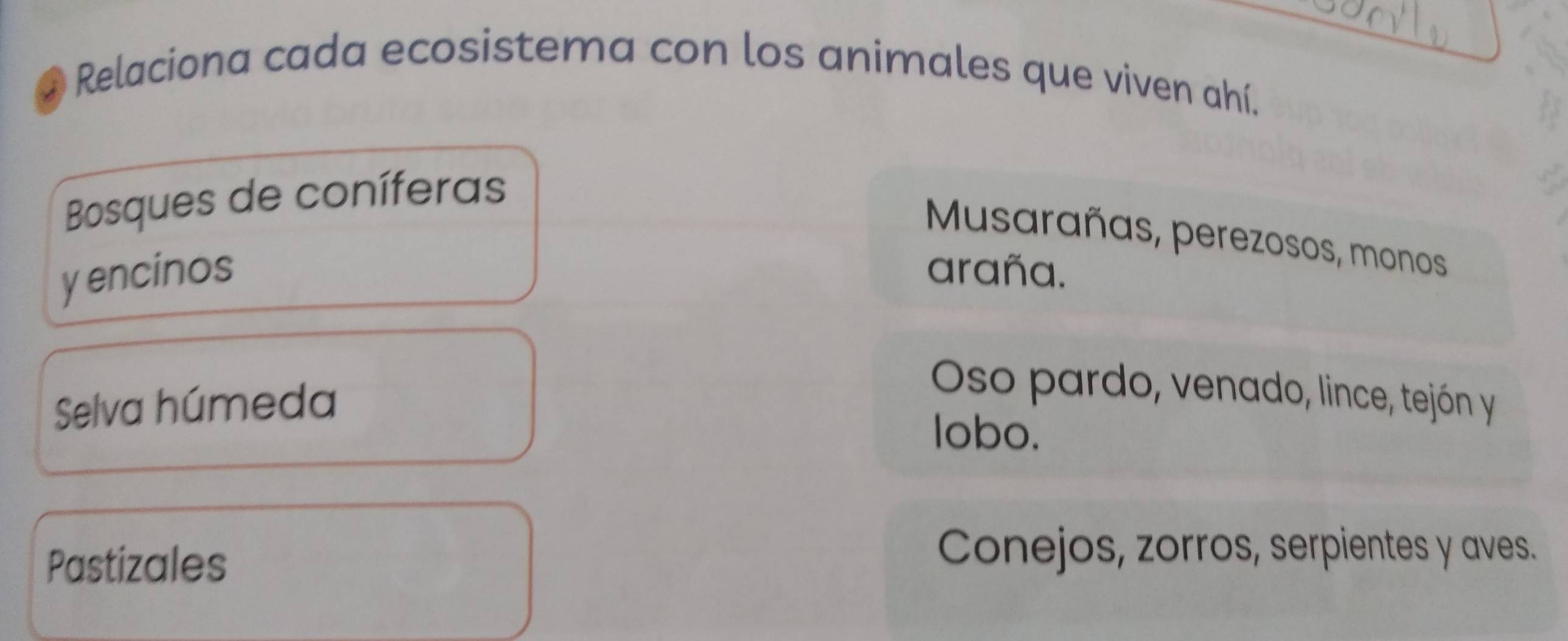 Relaciona cada ecosistema con los animales que viven ahí.
Bosques de coníferas
Musarañas, perezosos, monos
y encinos araña.
Selva húmeda
Oso pardo, venado, lince, tejón y
lobo.
Pastizales
Conejos, zorros, serpientes y aves.